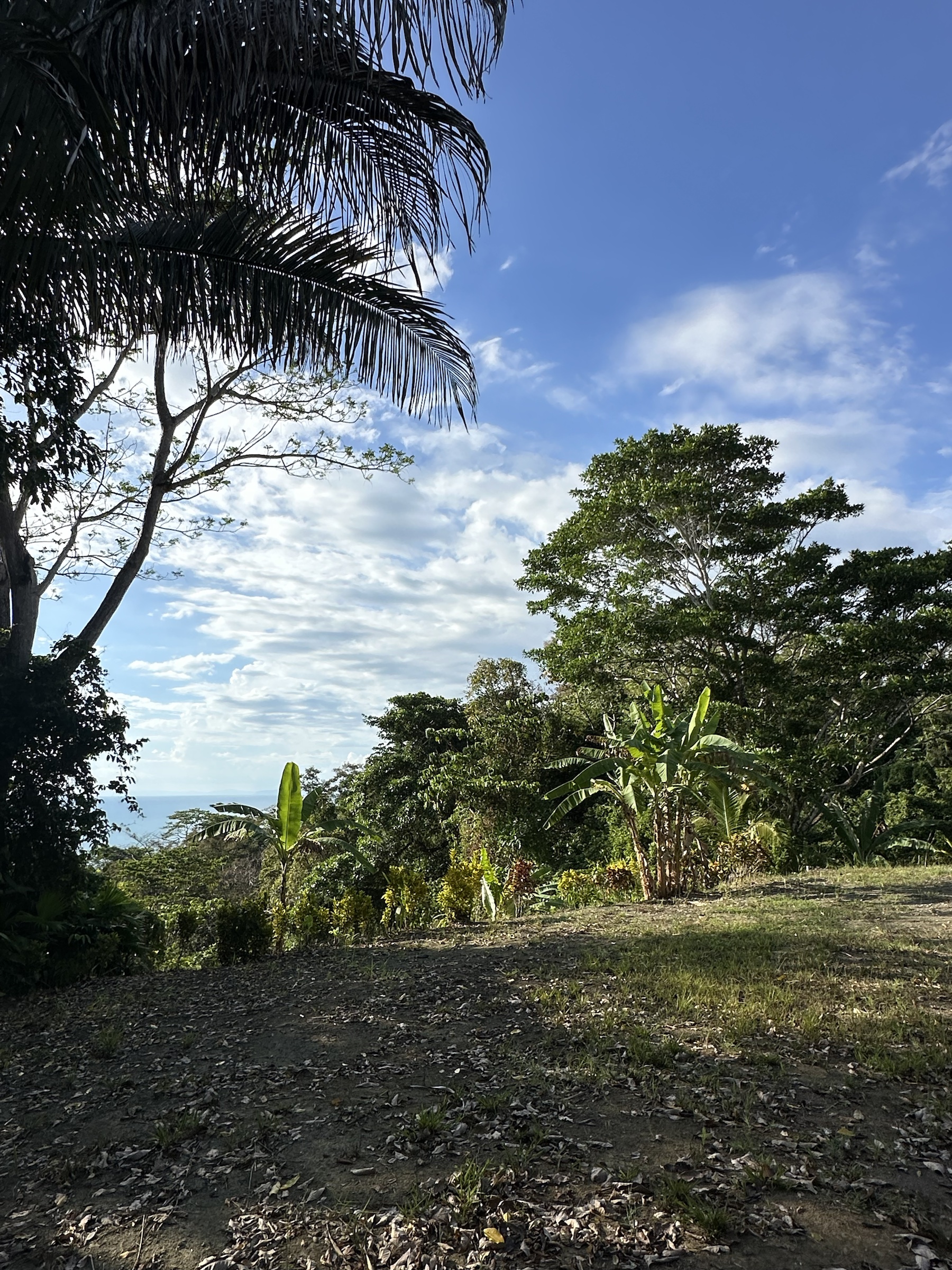 Tropical garden and palms on the Pavones property